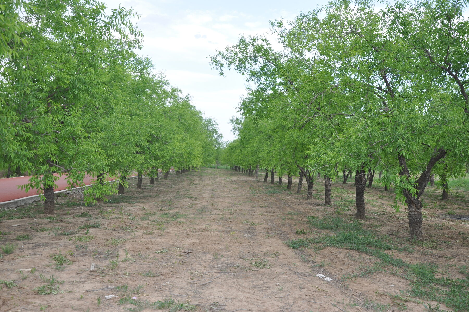 Qingyun red date orchard